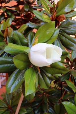 Magnolia grandiflora 'DD Blanchard' - šácholán velkokvětý - květ